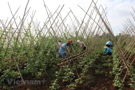 Businesses respond to pandemic with new opportunities 