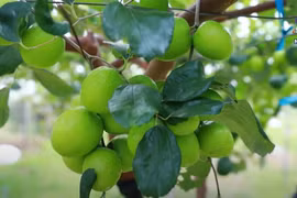 Green economic development essential for businesses