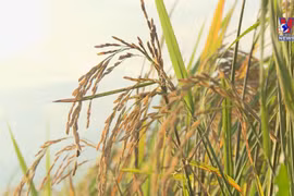 New records set in agricultural product export revenue