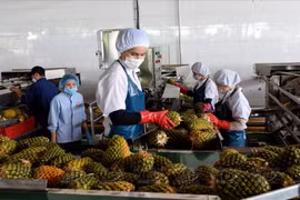 Gia Lai - A highlight in high-tech agriculture in Central Highlands