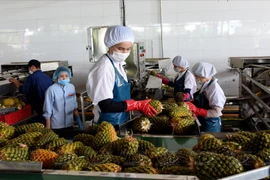 Gia Lai - A highlight in high-tech agriculture in Central Highlands