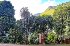 Ancient Shan tuyet tea forest in Dien Bien