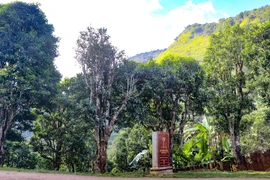 Ancient Shan tuyet tea forest in Dien Bien