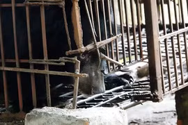 Last captive bear in Hai Duong transferred to sanctuary