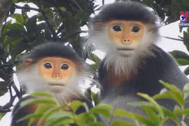 Red-shanked douc released to the wild