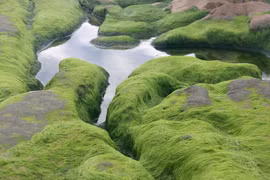 Vietnam tourism: Pristine moss-covered stones in Binh Thuan