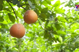 Profits double from growing organic pomelos