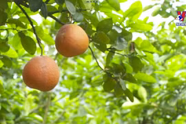 Profits double from growing organic pomelos