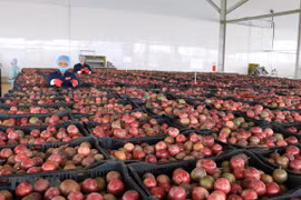 EVFTA gives fruit exports a boost