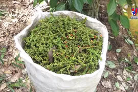 Pepper exports hit 129 million USD in first two months 