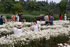 Blossoming daisies charm Hanoians