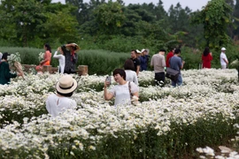Blossoming daisies charm Hanoians