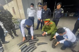 Hai Phong Customs officers discover the smuggling of 1.6 tons of ivory. (Photo: VNA)