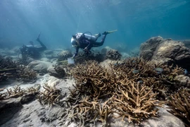 Coral off the coast of Samae San Island in Thailand's Chonburi Province (Photo: AFP/VNA)