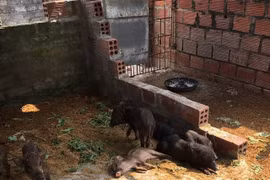 An African swine fever outbreak was detected in Tien Phong commune, Quang Yen town, Quang Ninh province (Photo: VNA)