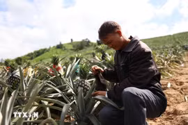 A farmer in Ea Lang settlement, Cu Pui commune, Krong Bong district, Dak Lak province takes care of pineapple trees (Photo:VNA)