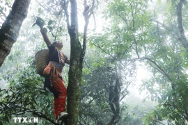 Mo Si San commune has more than 1,700 old Shan Tuyet tea trees. (Photo: VNA)