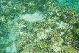Tour guides form team to save coral off coast of Binh Thuan 