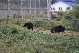 Progress seen in settlement of wildlife crimes: insider