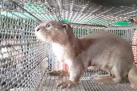 Risky human-animal interaction can lead to serious disease outbreaks: WWF report