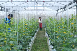 Hanoi promotes science-technology in agricultural production