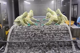 Vietnamese, Brazilian businesses eye stronger trade ties 