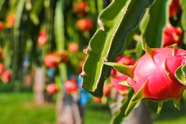 Measures sought to boost export of dragon fruit to India, Pakistan