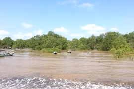 Tra Vinh expands forest coverage