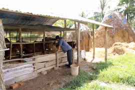 Soc Trang develops cattle farming