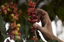 Webinar discusses way to promote Vietnam – Venezuela trade