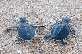 Vietnam’s two biosphere reserves nominated for UNESCO voting