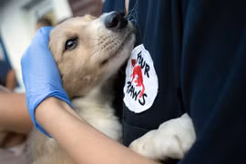  Quang Nam: Hoi An says no to slaughtering cats, dogs for meat
