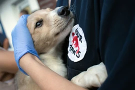  Quang Nam: Hoi An says no to slaughtering cats, dogs for meat