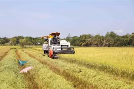 Australian businesses interested in agritech in Vietnam