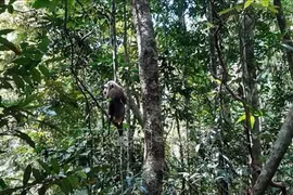 Binh Phuoc: Three wild animals released back to nature 