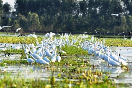 Photo contest on conservation, sustainable use of wetlands calls for entries