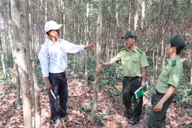 Gia Lai rapidly expands forest cover, helps improve livelihoods