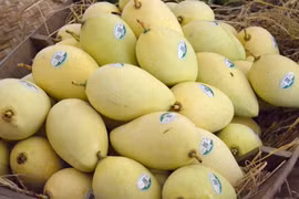 More than 5,000 ha of mango in Dong Thap granted area codes for export