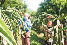 Hai Duong’s dragon fruits get cultivation zone codes for export