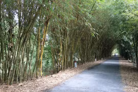 Bio-diversity protection: top priority in Dong Thap