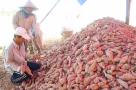 China to consider resumption of sweet potato, chili imports from Vietnam