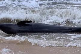  300-kg whale washes up on Phu Yen’s beach