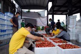 Vietnam aims to connect 5 million farming households to e-commerce platforms