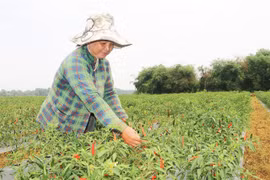Tra Vinh eyes makeover of agriculture with advanced techniques, restructure