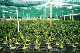 HCM City set to become high-quality agriculture hub by 2030