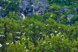 Vietnam promotes cooperation on nature preservation with WWF