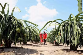 UKVFTA a push for Vietnam’s agricultural exports to UK
