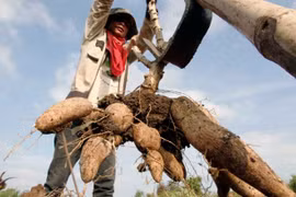 Cambodia’s cassava prices increase over lower yield