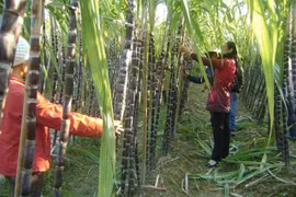 Sugar industry eyes solid year after a bitter 2020