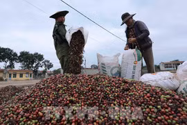 Vietnam's coffee exports to RoK likely to increase 
